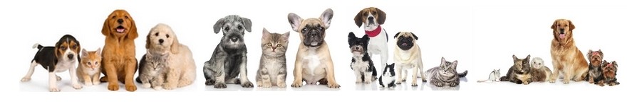 www.ThudiPetSitting.be
