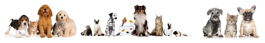 www.ThudiPetSitting.be